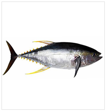 Tuna in Ghana